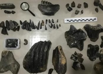 Penemuan Bawah Laut Indonesia 140000 Tahun Ungkap Rahasia Manusia Purba