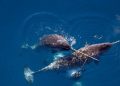 Alasan Menyeramkan Kenapa Narwhal Tidak Ada di Akuarium