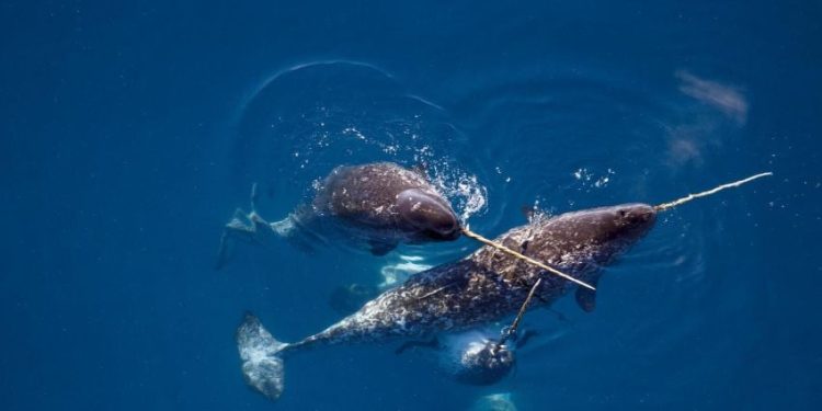 Alasan Menyeramkan Kenapa Narwhal Tidak Ada di Akuarium