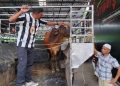 Mobil Bekas Dapat Sapi Kurban Gratis Saat Pembelian