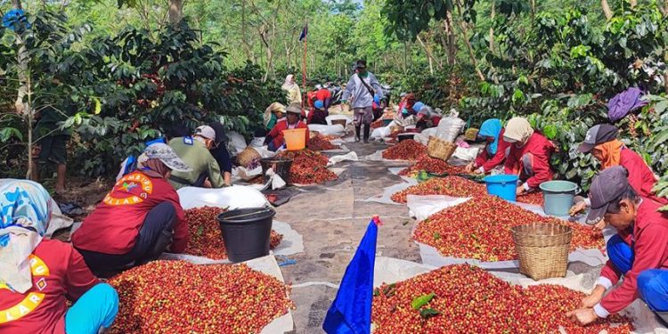 Harumnya Kopi Arabika Indonesia Mendunia, Genjot Ekspor ke Pasar Global