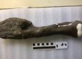 Kanker Dinosaurus Ditemukan, Ilmuwan Klaim Bisa Bantu Selamatkan Nyawa Manusia
