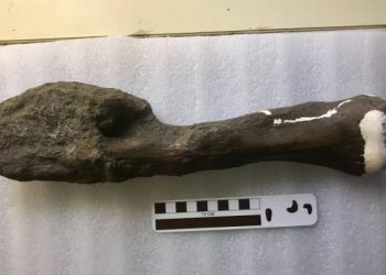 Kanker Dinosaurus Ditemukan, Ilmuwan Klaim Bisa Bantu Selamatkan Nyawa Manusia