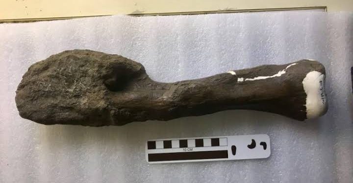 Kanker Dinosaurus Ditemukan, Ilmuwan Klaim Bisa Bantu Selamatkan Nyawa Manusia