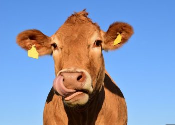 Manfaat Mengejutkan Kepala Sapi bagi Kesehatan yang Tidak Boleh Dibuang!