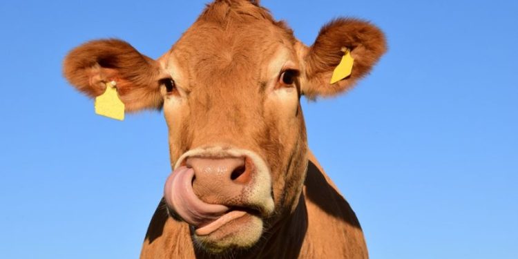 Manfaat Mengejutkan Kepala Sapi bagi Kesehatan yang Tidak Boleh Dibuang!