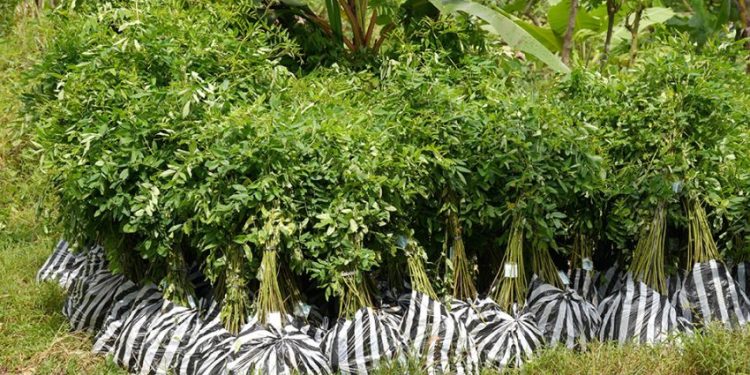 PLN EPI Kerja Sama dengan Kementan Sediakan 160000 Bibit Tanaman Energi