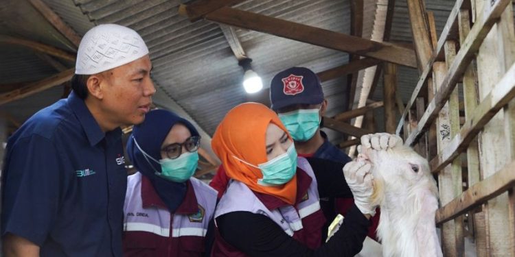 237 Hewan Kurban Setara 21 Ton Daging Dibagikan di 20 Provinsi