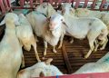 Torpedo Kambing Menjadi Incaran di Iduladha, Mitos atau Fakta Peningkat Vitalitas Pria?