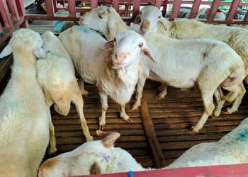 Torpedo Kambing Menjadi Incaran di Iduladha, Mitos atau Fakta Peningkat Vitalitas Pria?