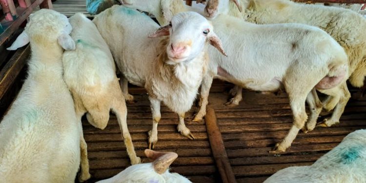 Torpedo Kambing Menjadi Incaran di Iduladha, Mitos atau Fakta Peningkat Vitalitas Pria?