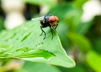 Deteksi Wabah Baru dengan Penyebaran Ratusan Juta Lalat Screwworm di AS