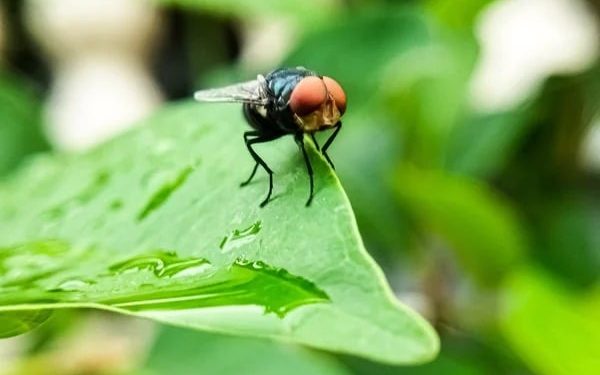 Deteksi Wabah Baru dengan Penyebaran Ratusan Juta Lalat Screwworm di AS