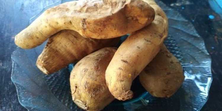 Fakta Ilmiah Mengapa Ubi Cilembu Lebih Lezat Saat Dipanggang