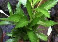 Khasiat Tempuyung Obat Herbal Serbaguna Kaya Antioksidan Menurut Peneliti IPB