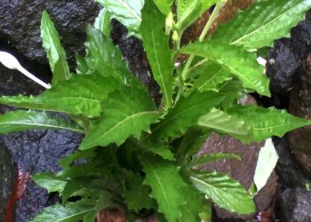 Khasiat Tempuyung Obat Herbal Serbaguna Kaya Antioksidan Menurut Peneliti IPB