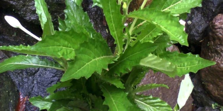 Khasiat Tempuyung Obat Herbal Serbaguna Kaya Antioksidan Menurut Peneliti IPB