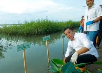 Serahkan 5000 Bibit Mangrove Cegah Abrasi di Pesisir Jawa Barat