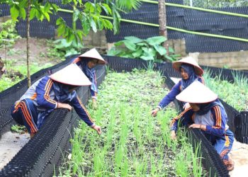 Program Hortikultura Area Ulubelu Tingkatkan Kesejahteraan Masyarakat