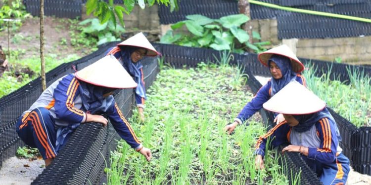 Program Hortikultura Area Ulubelu Tingkatkan Kesejahteraan Masyarakat