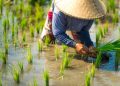 Edukasi Petani Menghadapi Tantangan Resistensi Hama oleh Syngenta