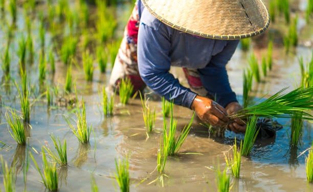 Edukasi Petani Menghadapi Tantangan Resistensi Hama oleh Syngenta