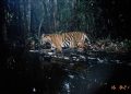 10 Spesies Hewan Terancam Punah di Dunia, Paling Banyak di Indonesia