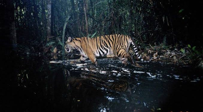 10 Spesies Hewan Terancam Punah di Dunia, Paling Banyak di Indonesia