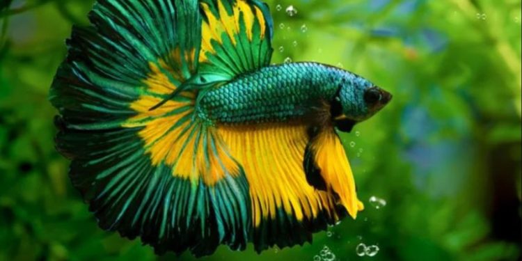 Ikan Cupang, Peluang Bisnis Rumahan yang Tahan Krisis Menurut Dosen IPB