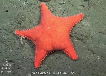 Ilmuwan Temukan Bintang Laut Patrick dengan Pantat Besar di Argentina