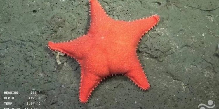 Ilmuwan Temukan Bintang Laut Patrick dengan Pantat Besar di Argentina