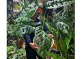 Rahasia Monstera Sebagai Tanaman Hias Favorit Menurut Ahli IPB