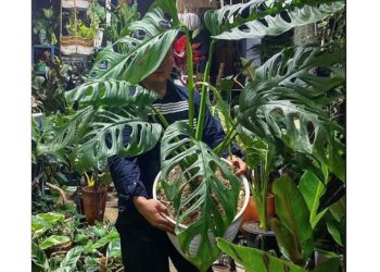 Rahasia Monstera Sebagai Tanaman Hias Favorit Menurut Ahli IPB