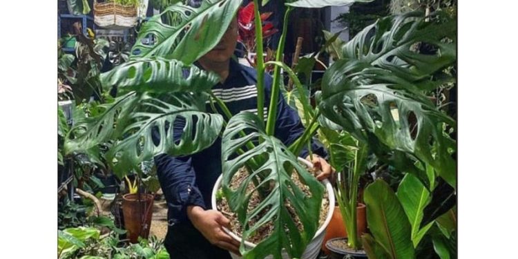Rahasia Monstera Sebagai Tanaman Hias Favorit Menurut Ahli IPB