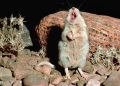 Tikus yang Melolong ke Bulan seperti Serigala Hanya Ada Satu di Dunia