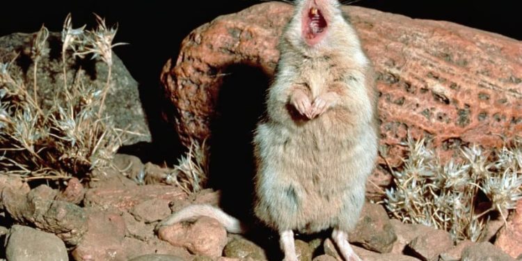 Tikus yang Melolong ke Bulan seperti Serigala Hanya Ada Satu di Dunia