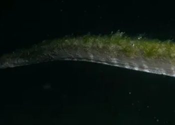 Ular Purba Muncul Kembali Setelah Lama Menghilang di Pulau Komodo