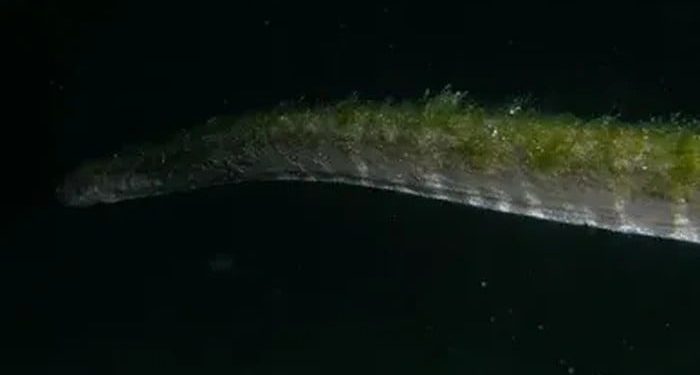 Ular Purba Muncul Kembali Setelah Lama Menghilang di Pulau Komodo