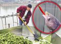 Ikan di Hunan China Diberi 5 Ton Cabai per Hari untuk Meningkatkan Kelezatan Dagingnya