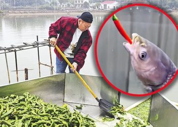 Ikan di Hunan China Diberi 5 Ton Cabai per Hari untuk Meningkatkan Kelezatan Dagingnya