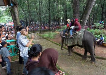 Satwa Baru dari Afrika Akan Hadir di Ragunan Saat Libur Nataru 2025