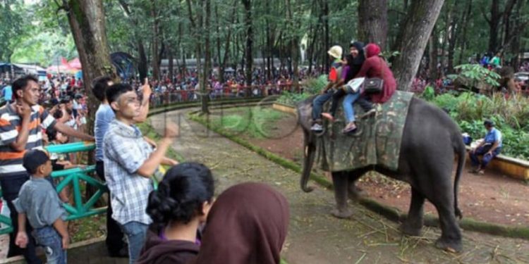 Satwa Baru dari Afrika Akan Hadir di Ragunan Saat Libur Nataru 2025