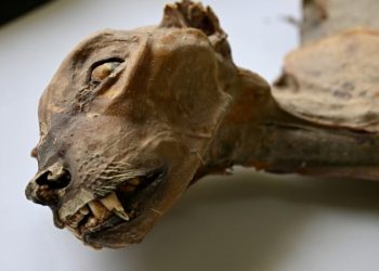 Ilmuwan Temukan Mumi Cheetah Langka di Gurun Arab yang Aneh