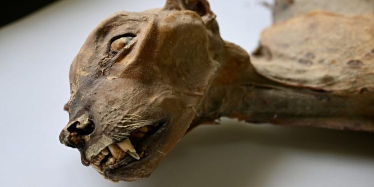 Ilmuwan Temukan Mumi Cheetah Langka di Gurun Arab yang Aneh