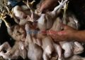 Mendag Bantah Kenaikan Harga Daging Ayam Akibat MBG