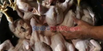 Mendag Bantah Kenaikan Harga Daging Ayam Akibat MBG