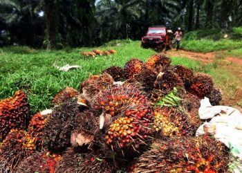 Status Sawit di Kawasan Hutan Membutuhkan Pendekatan Hukum Berkeadilan untuk Rakyat