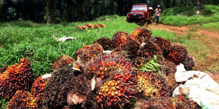 Status Sawit di Kawasan Hutan Membutuhkan Pendekatan Hukum Berkeadilan untuk Rakyat