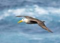 Kebiasaan Burung Galapagos dalam Perjalanan Jarak 3.000 Mil Terungkap