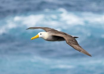 Kebiasaan Burung Galapagos dalam Perjalanan Jarak 3.000 Mil Terungkap